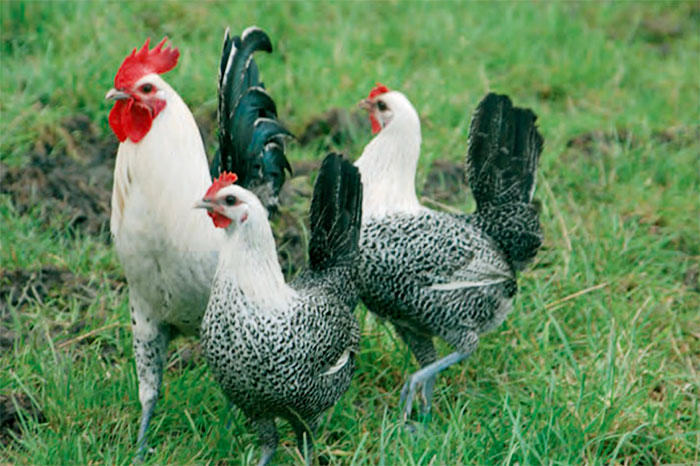 মিশরীয় ফাউমি মুরগি (Fayoumi)